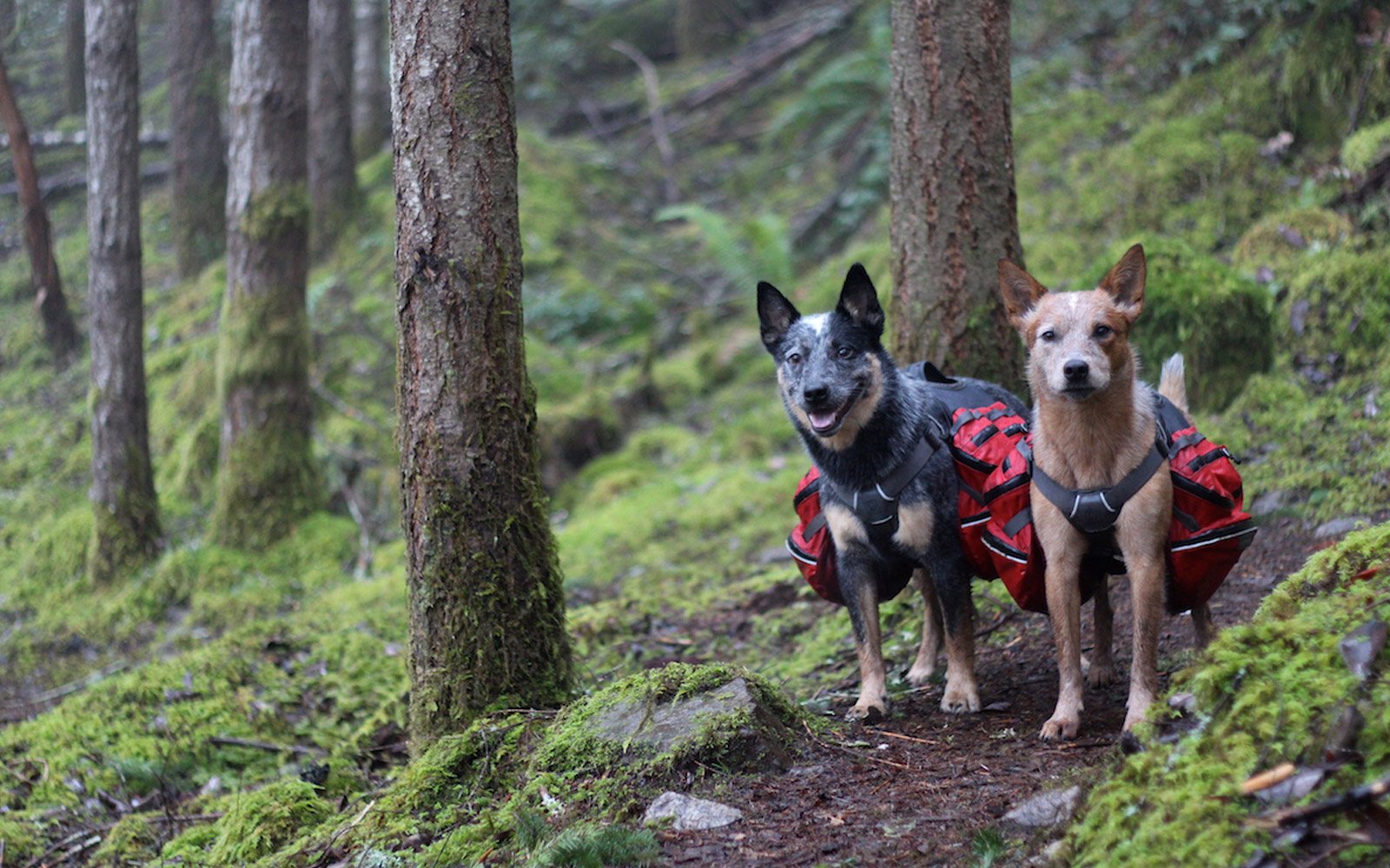 essentials for backpacking with dogs