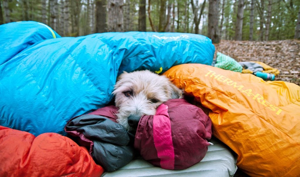dog in sleeping bags on sleeping pad while camping