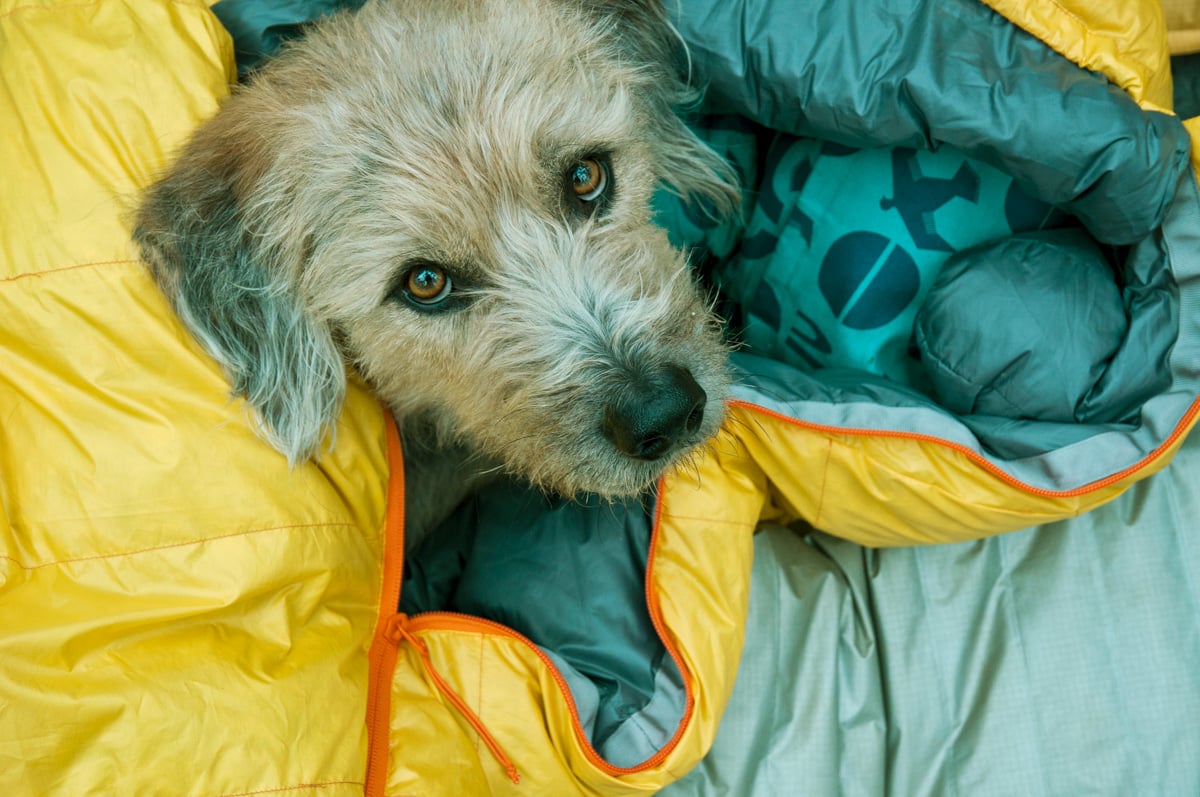 dog on camping trip