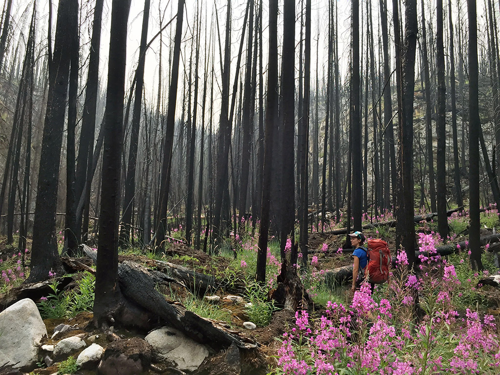 Jasper-National-Park-burnt-forest_Edit