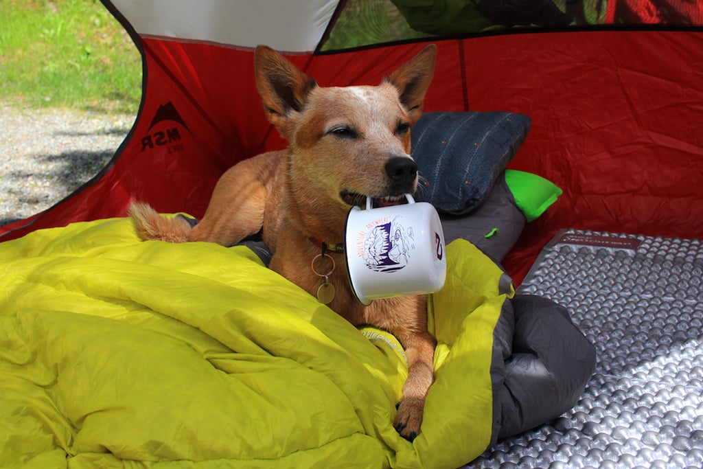 dog in tent