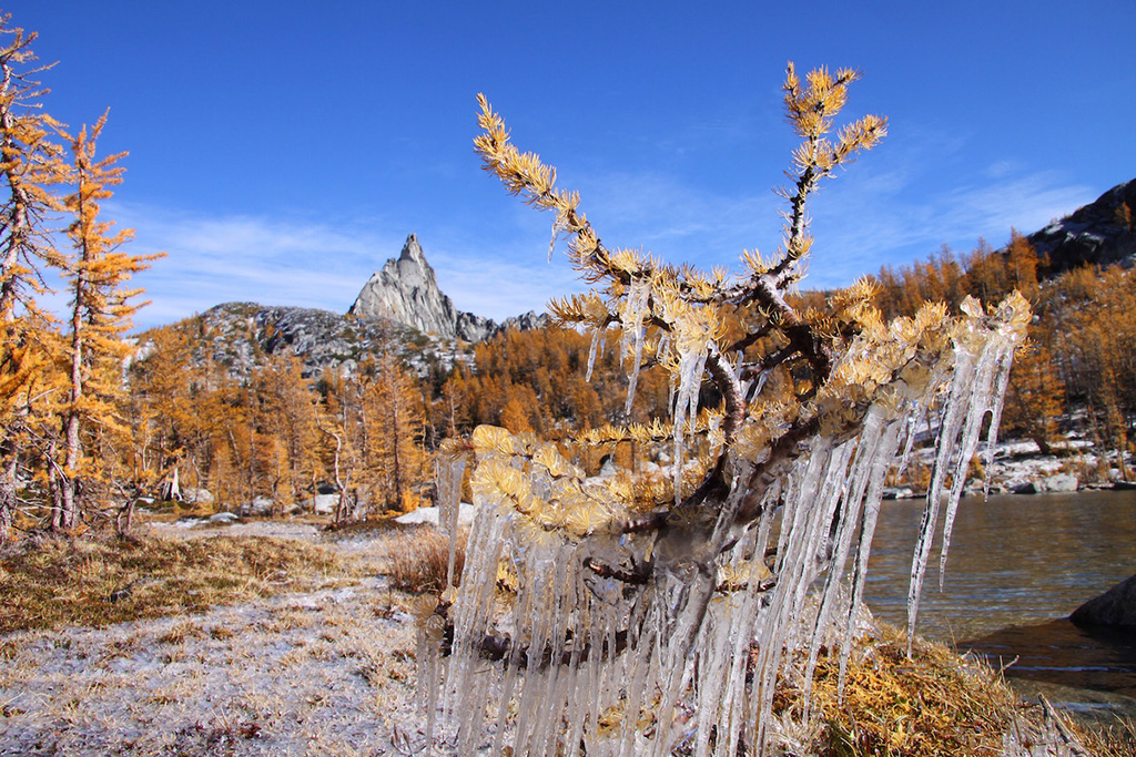 icicles on tree in alpine