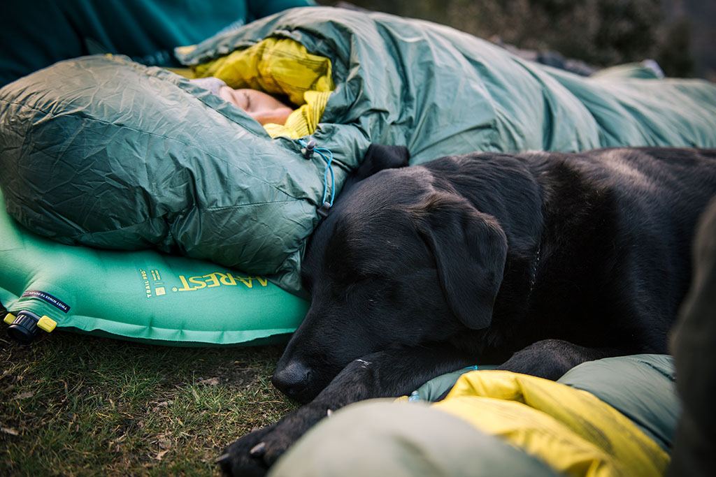 camping with dog in sleeping bag