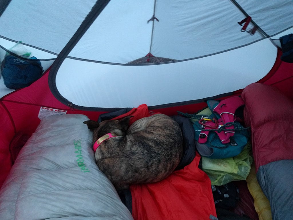 dog sleeping in a tent