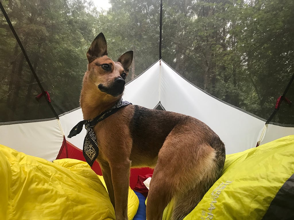 backpacking with dog in a tent