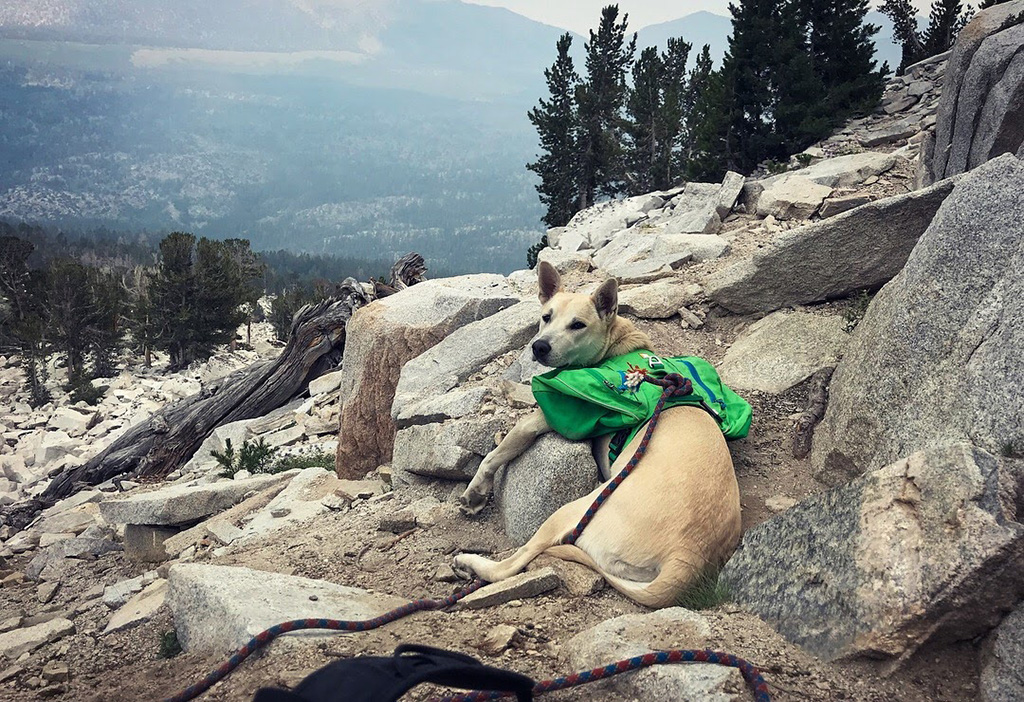 dog camping with leash and backpack on trail