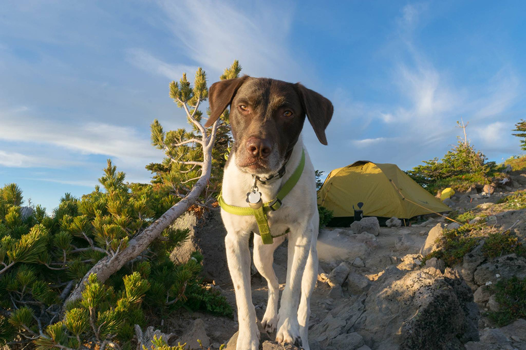 dog exploring outside of tent