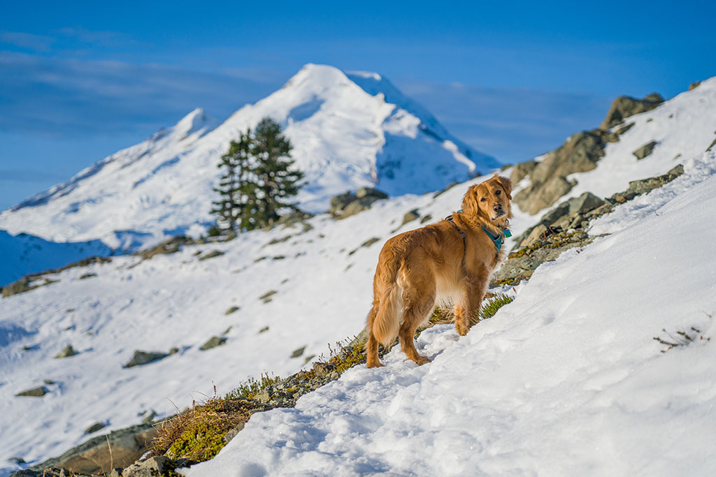 hiking with a dog in snow