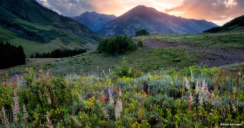 Trail 403-Colorado wildflower trail