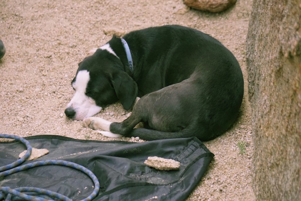 dog sleeping in national park